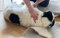 Svarta tassens hundmassage