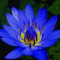Reiki Healing