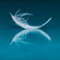 Celest Swan